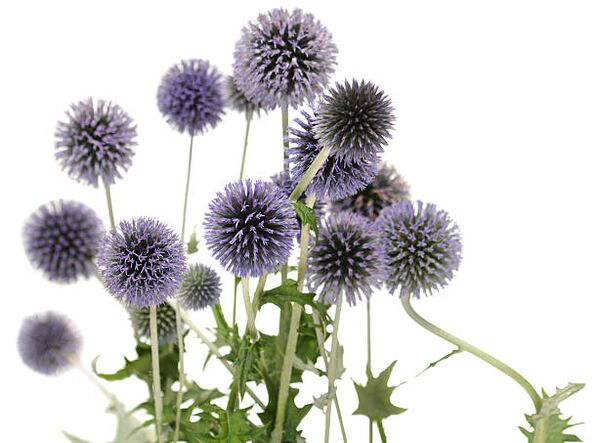 Echinops as part of the Hondro Sol Valgus stream