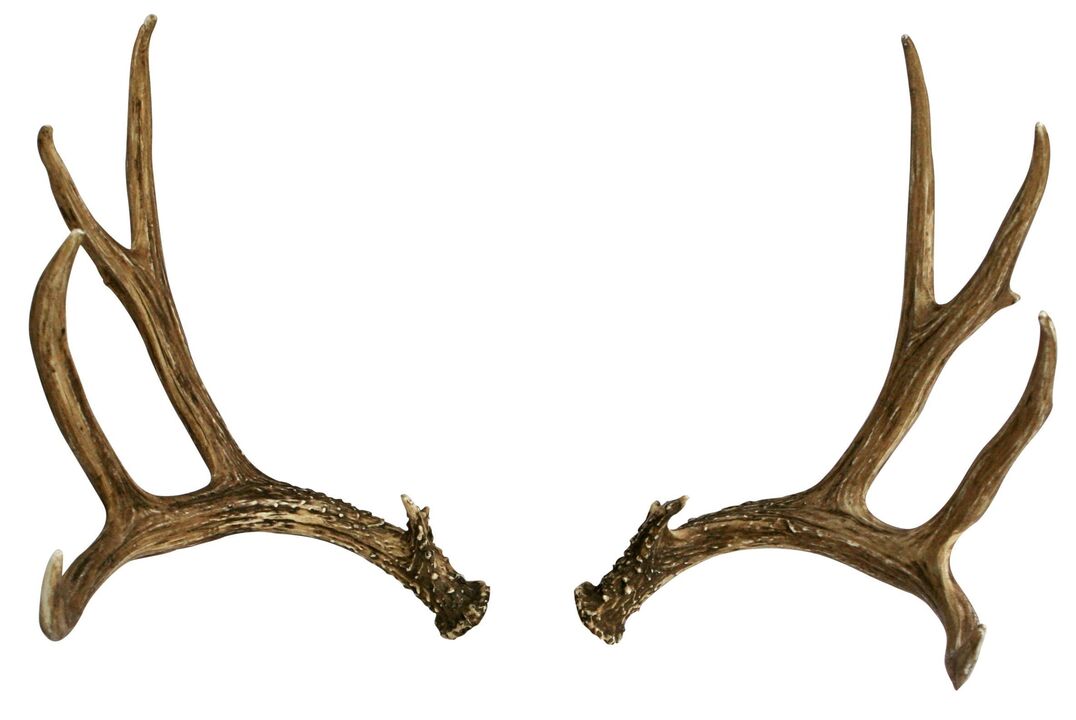 deer antlers as part of stream Hondro Sol Valgus